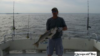Chesapeake Bay Nice Rockfish 2 #15