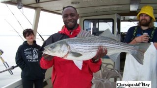 Chesapeake Bay Trophy Rockfish 2 #12