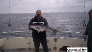 Chesapeake Bay Nice Rockfish 3 #6