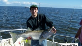 Chesapeake Bay Nice Rockfish #38