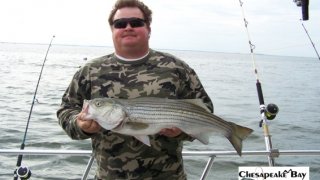 Chesapeake Bay Nice Rockfish #25