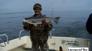 Chesapeake Bay Nice Rockfish 3 #23