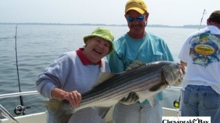 Chesapeake Bay Nice Rockfish #33