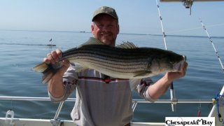 Chesapeake Bay Trophy Rockfish 2 #5