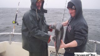 Chesapeake Bay Trophy Rockfish 4 #3