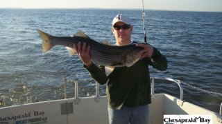 Chesapeake Bay Trophy Rockfish 4 #25
