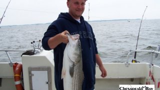 Chesapeake Bay Nice Rockfish #34