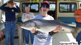 Chesapeake Bay Trophy Rockfish 2 #4