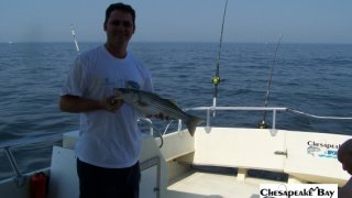 Chesapeake Bay Nice Rockfish 2 #10