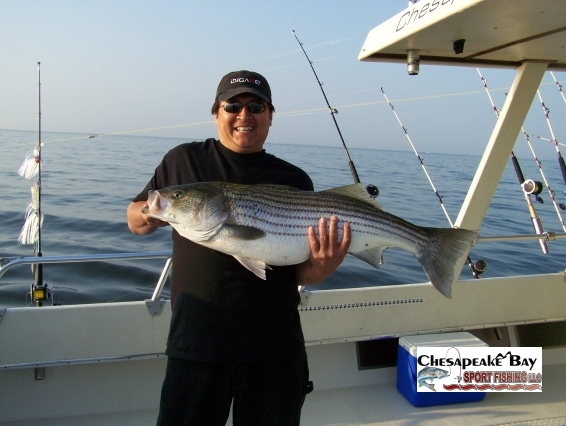 Trophy Rockfish  Chesapeake Bay Sport Fishing